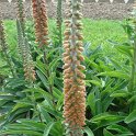 Digitalis parviflora fleur